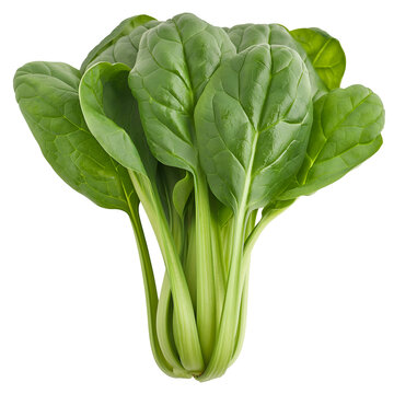 Spinach, Palak, Vegetable, Isolated on Transparent Background, Graphic Resource for Gourmet Advertising, Menu Design and Packaging