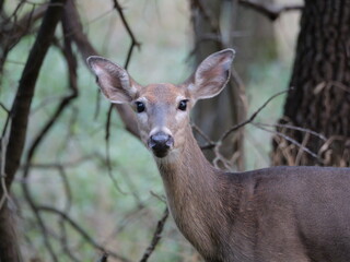 White Tailed Deer Losing Homes in Growing Suburbs