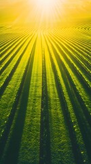 Aerial View of Vineyard Landscape at Sunset