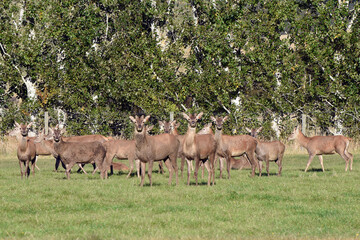 large group of wild reindeer on grassy field, Otago, South Island, New Zealand