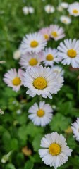 Bellis perennis, the daisy, is a European species of the family Asteraceae, often considered the archetypal species of the name daisy. To distinguish this species from other plants known as daisies, i