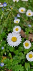 Fototapeta premium Bellis perennis, the daisy, is a European species of the family Asteraceae, often considered the archetypal species of the name daisy. To distinguish this species from other plants known as daisies, i