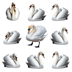 Elegant White Swans Collection on Transparent Background © MBS.Contact