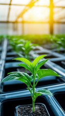 Young green plant in a greenhouse, thriving under sunlight, showcasing growth and vitality.
