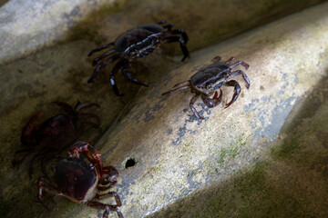 Farming freshwater crab local household business in Thailand. Raising Ricefield crabs - Somanniathelphusa in clear water in a cement pond by using old roof tiles as a shelter or hideaway.