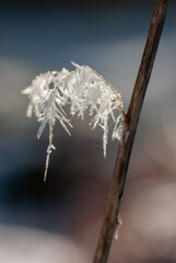 Brown old twig picturesquely covered with white frost in forest in Alps in spring