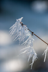Brown old twig picturesquely covered with white frost in forest in Alps in spring
