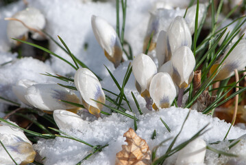 Beautiful white crocuses breaking through under the snow in spring in meadow