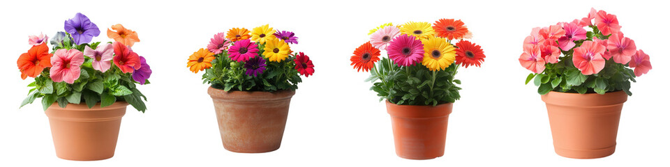 Colorful flower pots arranged beautifully, showcasing vibrant blooms perfect for gardens or decorations. on transparent cutout, PNG file