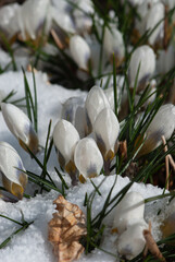 Beautiful white crocuses breaking through under the snow in spring in meadow