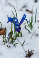 Beautiful iris breaking through under  snow in spring in meadow