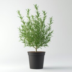 Fototapeta premium Isolated Rosemary Plant on White Background in 3D