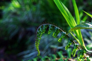 grass in the rain