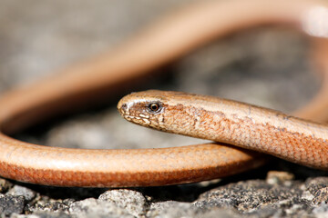Slowworm Macro