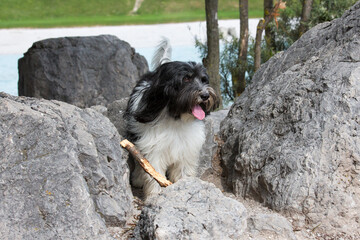 Schapendoes-PON Mix playing with wooden stick