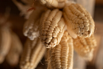 Choclo, white corn tied and drying in the sun