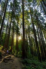 Woman hiking in the forest with tall trees with the sun peeking through the forest
