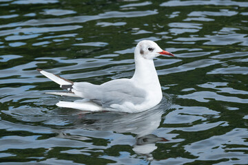 A single black headed gull (Chroicocephalus ridibundus). The gull is showing off its winter plumage while floating on a lake. 