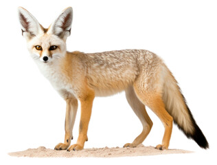Fototapeta premium PNG Fennec fox wildlife animal mammal.