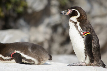 岩に立つフンボルトペンギン