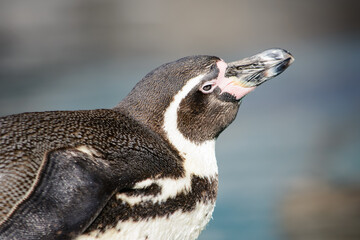 フンボルトペンギンの横顔