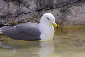 水面に浮かぶウミネコ