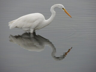 Obraz premium Elegant heron and reflection.