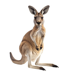 kangaroo isolated on white