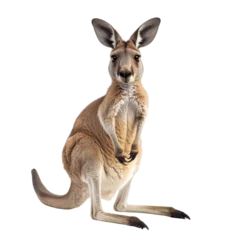 Fototapeten kangaroo isolated on white © NATTAWUT