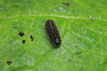 cimbex femoratus fly larva macro photo
