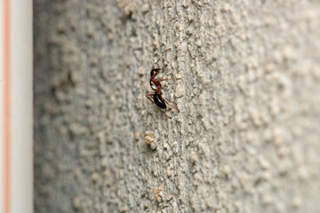 formica fusca ant insect macro photo
