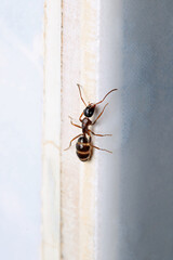 formica fusca ant insect macro photo