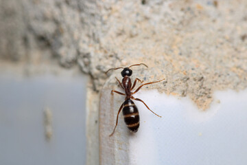 formica fusca ant insect macro photo