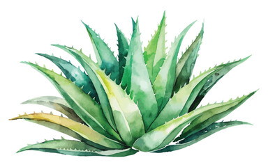 watercolor aloe Vera vector illustration