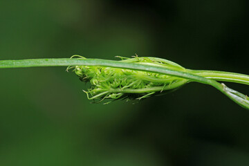 greater quaking grass plant macro photo