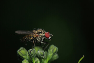 macro photo of housefly facing back
