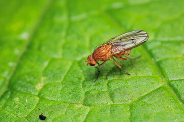 macro photo of housefly facing back