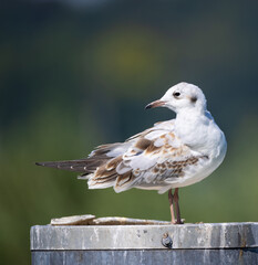 rusty-brown-white Arctic tern with view to the tail, standing on a round metal pole background strongly blurred green-blue, detailed plumage, brown-black beak, sunshine during the day seagull
