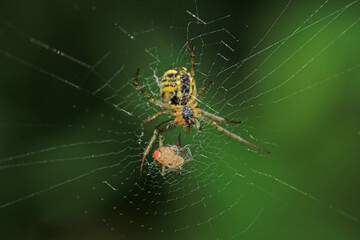 Natural Linyphia Triangularis Spider Macro Photo