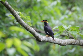 photo of wild common hill myna bird. this photo was taken from Bangladesh.