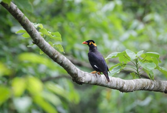 photo of wild common hill myna bird. this photo was taken from Bangladesh.