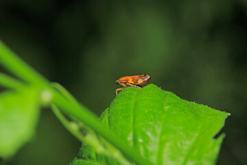 natural Passionvine hopper insect macro photo