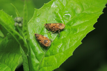 natural Passionvine hopper insect macro photo