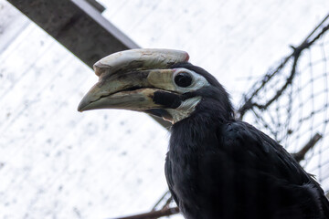 Palawan Hornbill (Anthracoceros marchei), common in tropical forests of Palawan, Philippines
