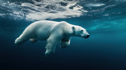 Polar Bear Swimming Underwater