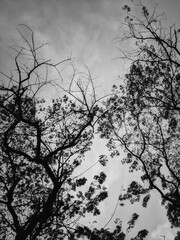 Bare Winter Tree Silhouette: Sunset Sky Through Branches