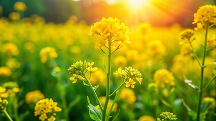Obraz premium Barbarea vulgaris: Vibrant Yellow Wildflower Blooming in a Lush Green Field Under Bright Sunlight