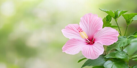 Fototapeta premium pink hibiscus flower branch on blur green nature background