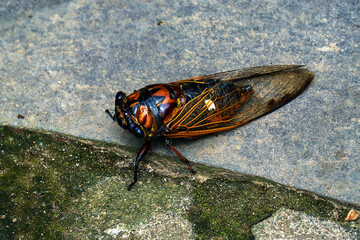 cicada on the ground
