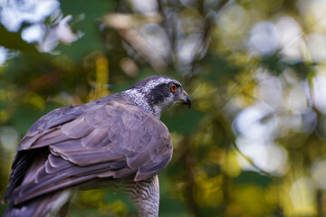 Close-up of a Eurasian goshawk